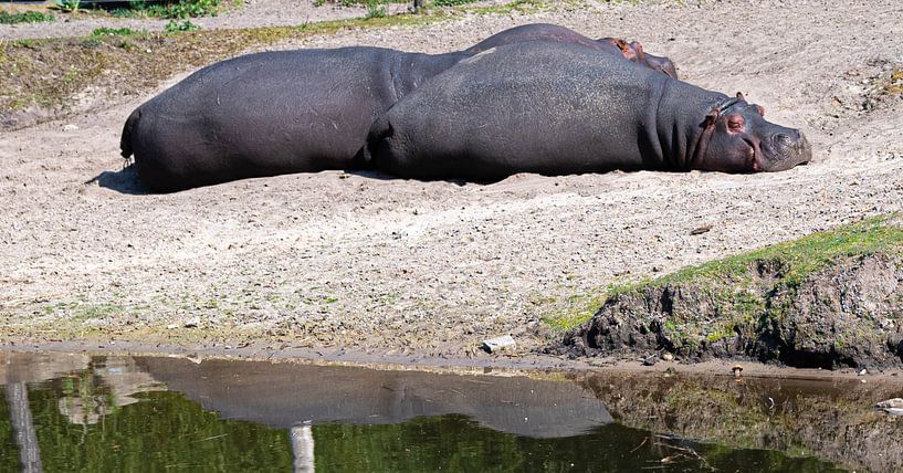 Nilpferde ruhen sich an einem sonnigen Tag am Wasser aus von JGL Market