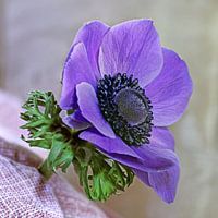 Anemone
