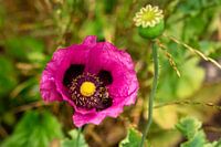 Purple sleeping globe (Poppy) with guest