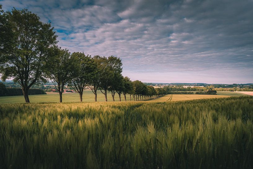 Frühsommer in den Baumbergen von Steffen Peters