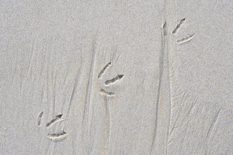 Footprint of a bird at the beach by Jenco van Zalk