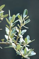 Olivenbaum in Italien.