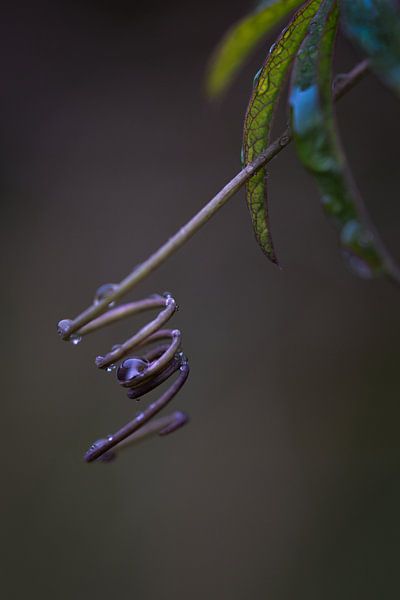 Root sprout Passion by Kyra van Opijnen