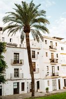 Ibiza | Palme und spanische Architektur