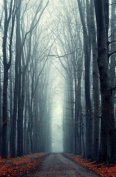 Misty Lane par Martin Podt