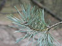 Spar bij het wekeromse zand 