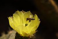 cactus flower of a prickly pear Opuntia on Majorca
