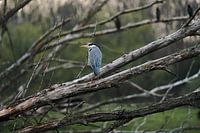 Blue heron, spied on by competition