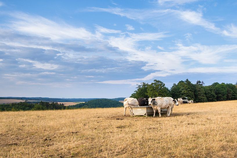 Kühe auf dem Feld von Alexander van der Dussen