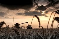 Grain harvest in the polder