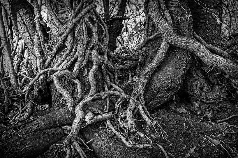 Grimper au lierre et aux racines des arbres par Rob Boon