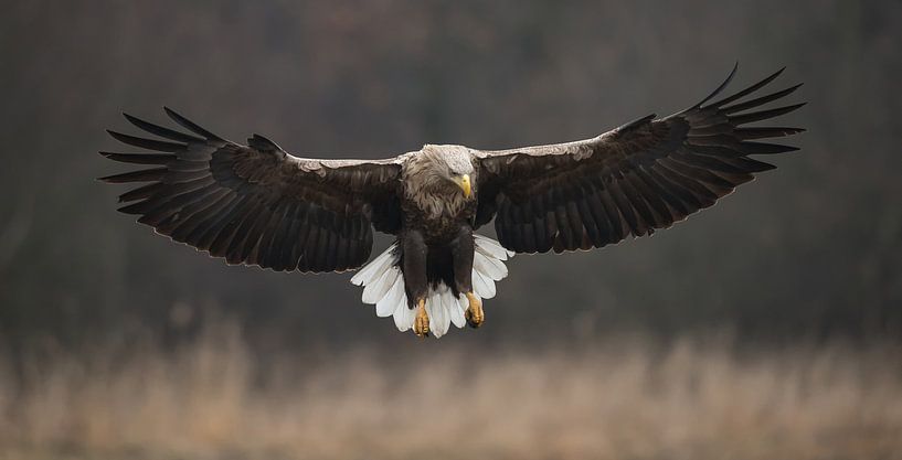 White-tailed Eagle! by Robert Kok