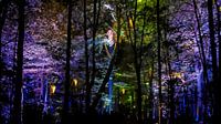 Colourful forest at night