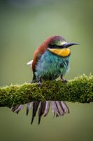 Beautiful colourful bee-eater