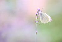Koolwitje zachte pastelkleuren