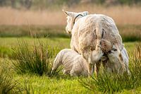 Agneaux dans la prairie