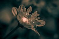 Blüte in ihrer vollen Pracht