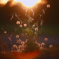 Field bouquet as pure abstraction