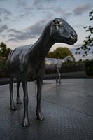 mouton extraterrestre