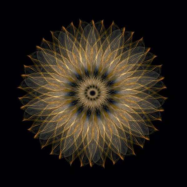 Goldene Sonnenblume von Klaartje Majoor