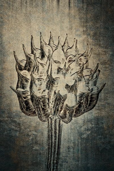 Globeflower - Trollius europaeus by Christophe Fruyt