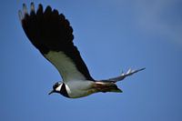 Der fliegende Kiebitz