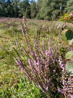 heathland in the forest