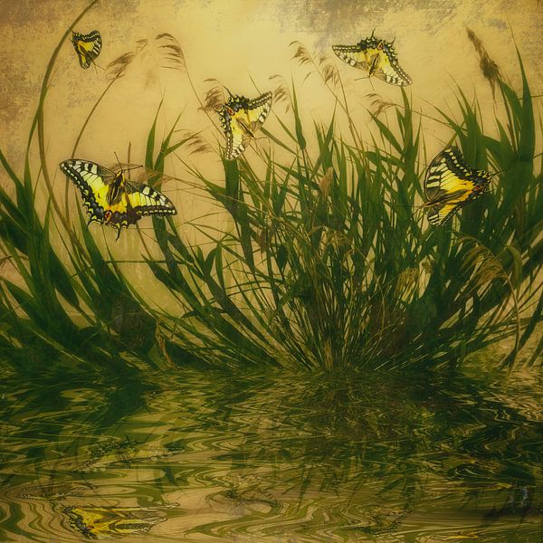 Mystery - Schmetterlinge im Schilf von Christine Nöhmeier