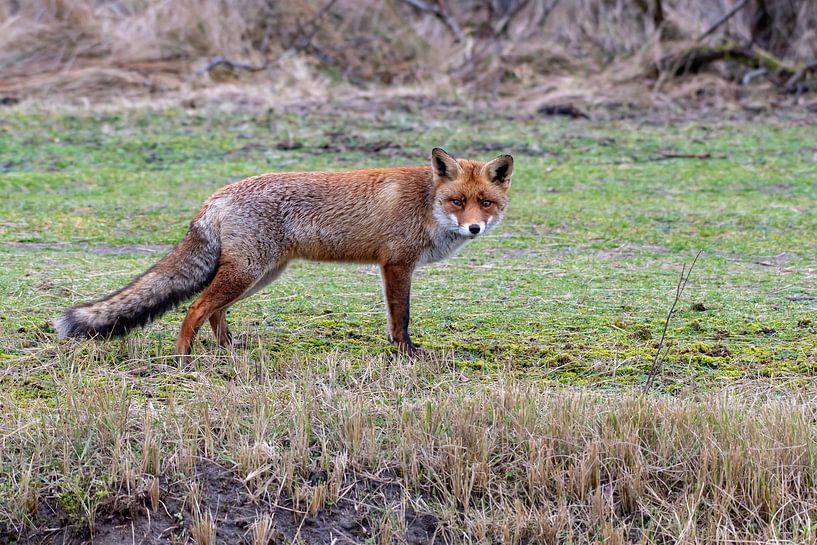 Fox by Merijn Loch