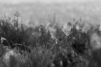 Toile d'araignée dans la rosée du matin Noir et blanc