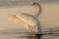 Schwan im Morgenlicht.