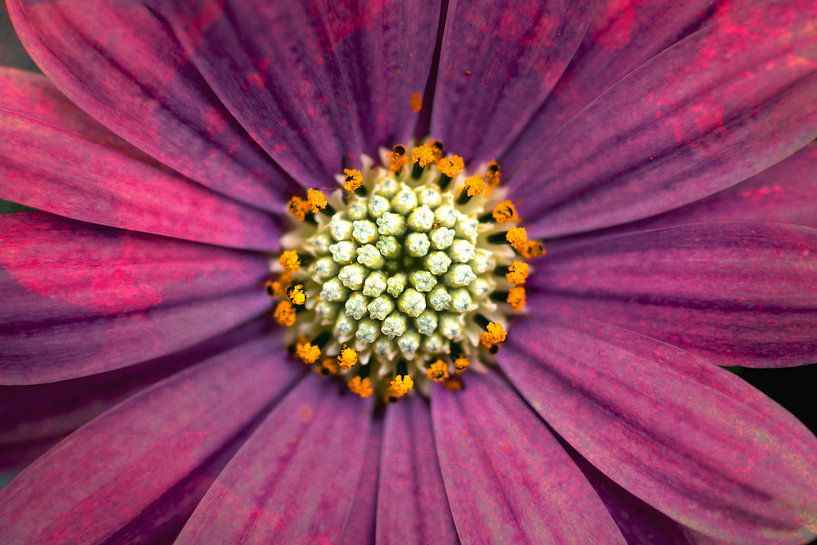 Gerbera de sang par André Scherpenberg