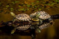 Schildkröten mit Spiegelung