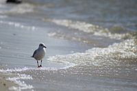 Een meeuw op het strand