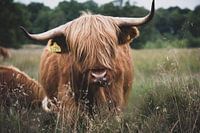 Scottish Highlander
