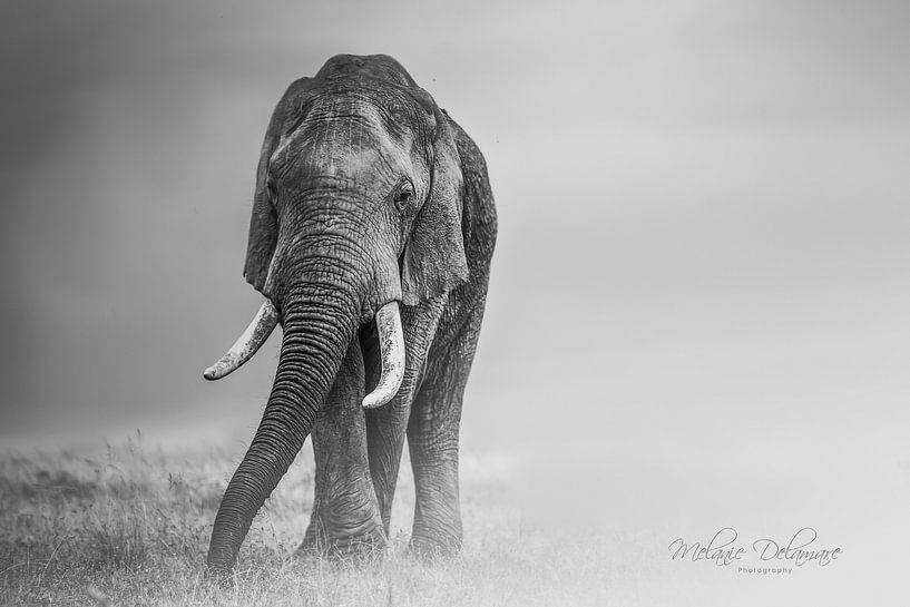 Bully's Trails von Melanie Delamare