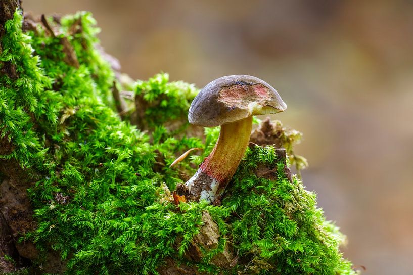 Boletus mushroom growing on a mossy tree trunk in a deciduous forest in autumn by Mario Plechaty Photography