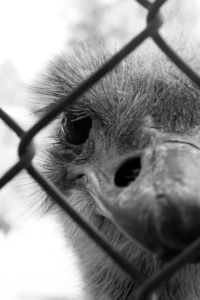 Emu von Jamie Elbersen