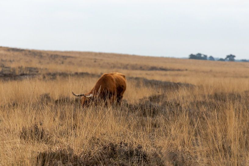 ruhiges Bild mit einem Essen der arabischen Highlander von scott van maurik