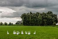 Landschap met grasland, bomen, witte ganzen en dreigende lucht.