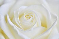 Canvas van een close-up van een roos