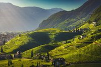 Vineyards view in Santa Maddalena, Bozen. South Tyrol