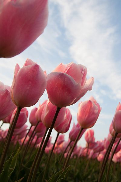 Tulpenzee par Monique Hassink