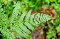 Stille in der Struktur - Schwedische Natur aus der Nähe von Nordic Details 003