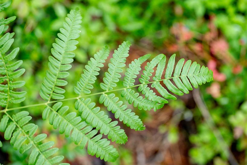 Stille in der Struktur - Schwedische Natur aus der Nähe von Nordic Details 003 von Annette Moerman
