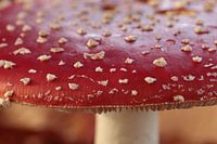 Vliegenzwam (close-up)