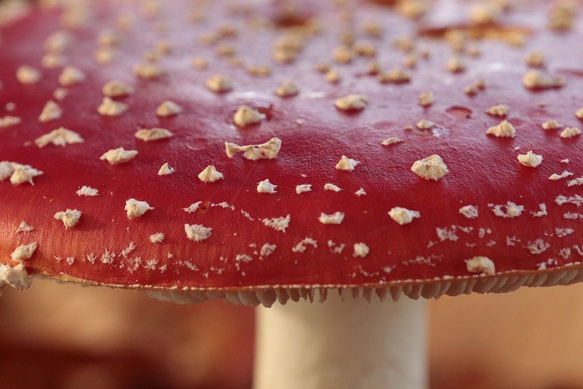 Vliegenzwam (close-up) by Mariëlle Heerdt