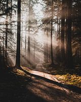 Morning sun through the trees