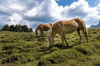 Chevaux Haflinger sur l'Alpe de Siusi