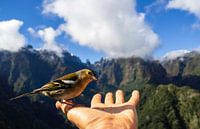 Lieber einen Vogel in der Hand